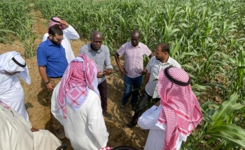 فرع البيئة بجازان ينفذ برنامجاً حقلياً عن الممارسات الزراعيه الجيده لمحصول الذره . فرع البيئة بجازان ينفذ برنامجاً حقلياً عن الممارسات الزراعيه الجيده لمحصول الذره .