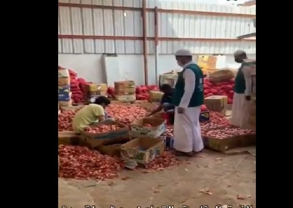 بالفيديو .. “وزارة التجارة”: ضبط عمالة مخالفة تستغل موقع عشوائي لتعبئة وتخزين البصل والبطاطس بشكل مخالف بالفيديو .. “وزارة التجارة”: ضبط عمالة مخالفة تستغل موقع عشوائي لتعبئة وتخزين البصل والبطاطس بشكل مخالف