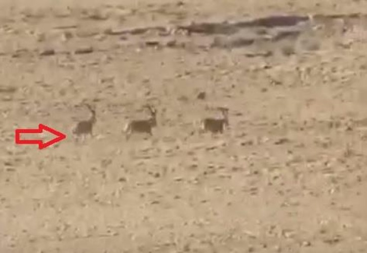 فيديو .. مصرع عدد من الوعلان في منطقة محمية الوعول في الحلوة بحوطة بني تميم