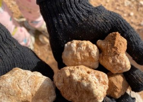 ظهور الفقع بشكل عجيب في منطقة الحدود الشمالية