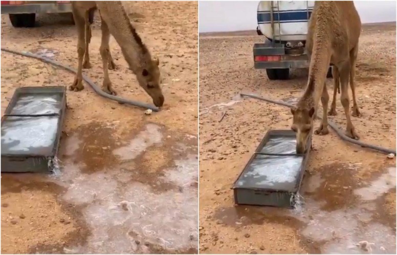 شاهد: حوض مياه تجمد من برودة الجو في طريف .. ومحاولة يائسة من الإبل للشرب منها