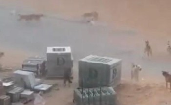 أمانة القصيم تصدر بيان تكشف فيه تفاصيل مقطع الكلاب الضالة