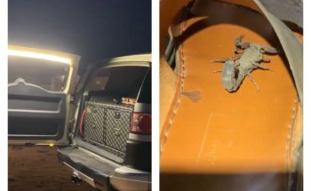 شاهد بالفيديو مواطن يوثق وجود كائن بعد حزم امتعته شاهد بالفيديو مواطن يوثق وجود كائن بعد حزم امتعته