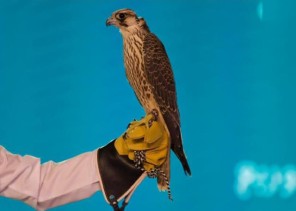 لليوم الرابع .. بالفيديو: مزاد نادي الصقور يشهد بيع طرح القنفذة بـ 125 ألف ريال لليوم الرابع .. بالفيديو: مزاد نادي الصقور يشهد بيع طرح القنفذة بـ 125 ألف ريال