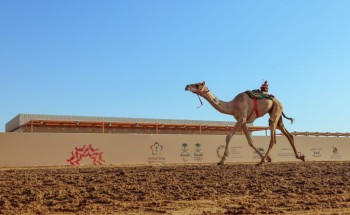“رعد” .. المطية الأفضل في “المفاريد” ضمن مهرجان ولي العهد للهجن “رعد” .. المطية الأفضل في “المفاريد” ضمن مهرجان ولي العهد للهجن