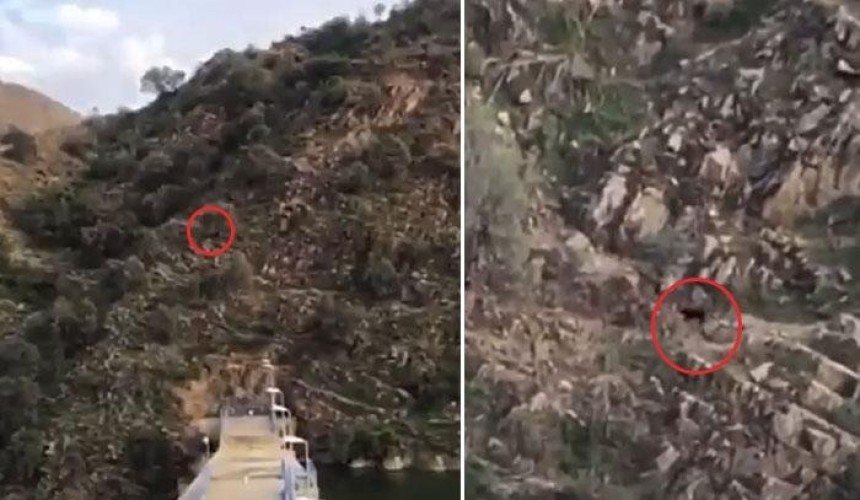 بعد تسببه في ضجة .. فيديو جديد يكشف حقيقة النمر الأسود الذي ظهر في الباحة