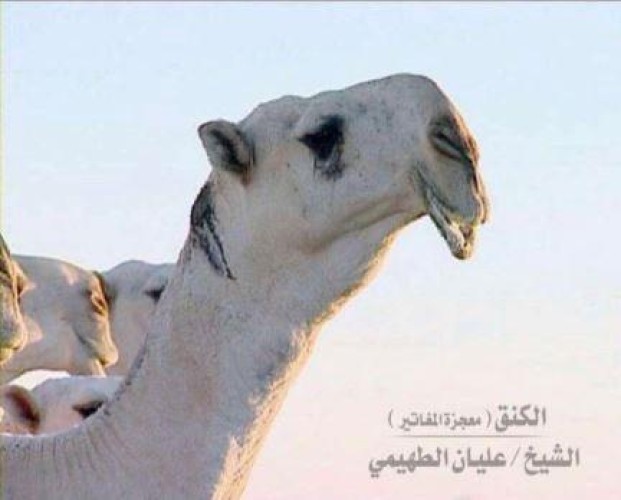 بعد تجاوز مبيعات “قعدانه” 300 مليون ريال.. نفوق الفحل الشهير “الكنق” بحائل