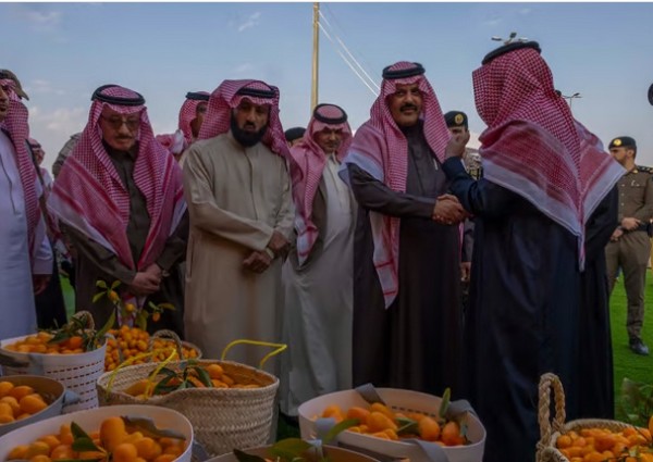 لتميزه بين عائلة الحمضيات .. مهرجان “حمضيات حائل” يُسجل إقبال كبير على شراء البرتقال الملكي الحائلي ونفاذ الكمية المعروضة