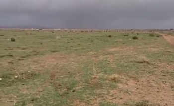 إكتست الأرض بالخضار وتلبدت السماء بالغيوم .. شاهد: أمطار الخير والبركة التي هطلت على ربيع روض بن هادي جنوب حائل