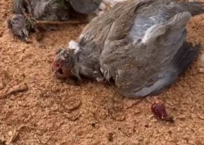 شاهد: نفوق الحمام المهاجر في شمال حائل بسبب بردية ضربت المنطقة