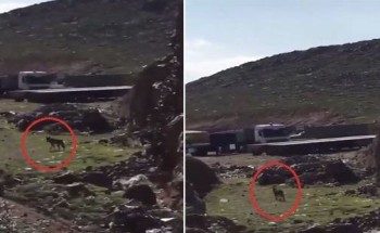 شاهد .. مواطن يوثق فيديو لـ “ذئب” طليق في حي العزيزية بالمدينة
