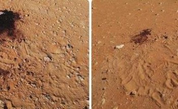 إمارة نجران: القبض على مواطنين قتـلا 5 ظباء بمحمية عروق إمارة نجران: القبض على مواطنين قتـلا 5 ظباء بمحمية عروق