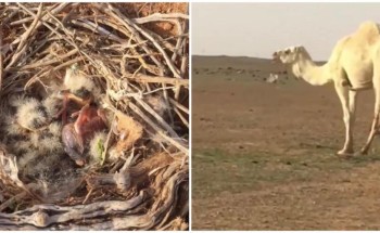 شاهد: أنثى طائر تدافع عن صغارها ببسالة من هجوم إبل على العش شاهد: أنثى طائر تدافع عن صغارها ببسالة من هجوم إبل على العش