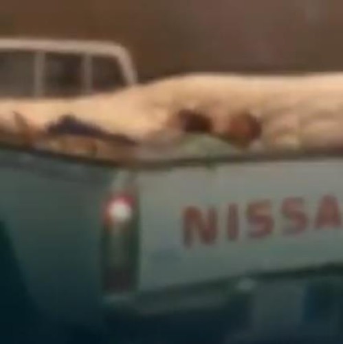 مرور الرياض يطيح بقائد مركبة ظهر في مقطع وهو ينقل أطفاله في حوض مركبته – فيديو
