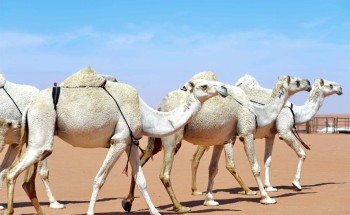 “المطلق” في لقاء تلفزيوني سابق: وسم البعير سنة ولكنه ملعون في هذه الحالة (فيديو) “المطلق” في لقاء تلفزيوني سابق: وسم البعير سنة ولكنه ملعون في هذه الحالة (فيديو)