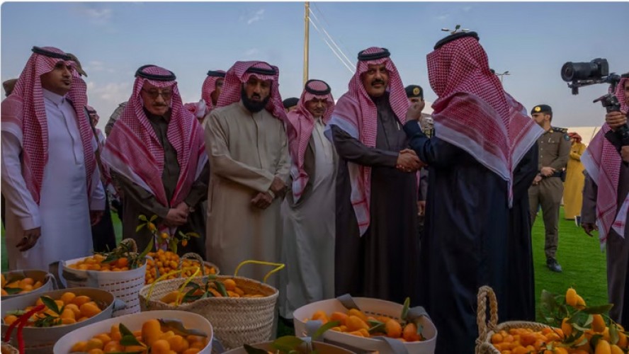 لتميزه بين عائلة الحمضيات .. مهرجان “حمضيات حائل” يُسجل إقبال كبير على شراء البرتقال الملكي الحائلي ونفاذ الكمية المعروضة