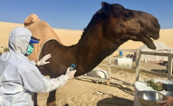 يسهّل دراستها وتنظيم سلالاتها.. كيف يسهم الترقيم الإلكتروني في تقنين أوضاع الإبل؟ يسهّل دراستها وتنظيم سلالاتها.. كيف يسهم الترقيم الإلكتروني في تقنين أوضاع الإبل؟