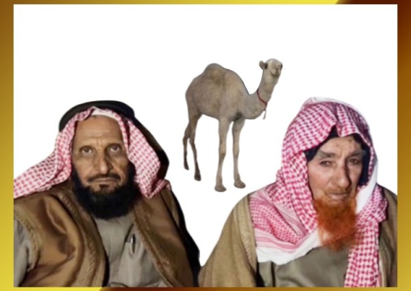 الإهداء في أبهى صورة.. “منور بن فيحان الشويلعي” يٌهدي قعود لـ”شامان بن خلف الشويلعي”