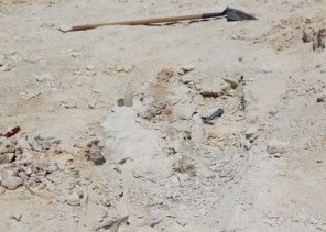 بالفيديو .. الشمراني: الحوت المكتشف في الجوف شبه كامل بالفيديو .. الشمراني: الحوت المكتشف في الجوف شبه كامل