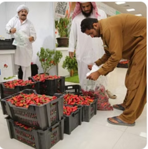 “فلفل شقراء 3” يختتم فعالياته بنجاح ومبيعات بمليون ريال