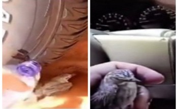 شاهد: مواطن يقف بسيارته أثناء سيره على طريق حائل – حفر الباطن فتفاجئ بعصفور يتظلل في إطار مركبته شاهد: مواطن يقف بسيارته أثناء سيره على طريق حائل – حفر الباطن فتفاجئ بعصفور يتظلل في إطار مركبته
