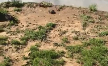 شاهد: مواطن يوثق فيديو لـ”ظهور الباذر” عقب هطول الأمطار على المناطق الشمالية”