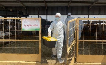 «استعدادًا لموسم 1446هـ».. مكتب البيئة في مكة ينفذ فرضية انتشار وباء في سوق المواشي «استعدادًا لموسم 1446هـ».. مكتب البيئة في مكة ينفذ فرضية انتشار وباء في سوق المواشي