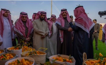 لتميزه بين عائلة الحمضيات .. مهرجان “حمضيات حائل” يُسجل إقبال كبير على شراء البرتقال الملكي الحائلي ونفاذ الكمية المعروضة