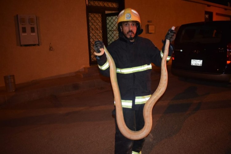 الدفاع المدني يسيطر على ثعبان ضخم  في حي الضاحي