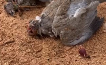 شاهد: نفوق الحمام المهاجر في شمال حائل بسبب بردية ضربت المنطقة شاهد: نفوق الحمام المهاجر في شمال حائل بسبب بردية ضربت المنطقة
