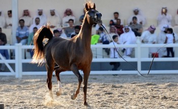 تحليل DNA لإثبات نسب الخيول العربية الأصيلة وتوثيق حفظ السلالات تحليل DNA لإثبات نسب الخيول العربية الأصيلة وتوثيق حفظ السلالات