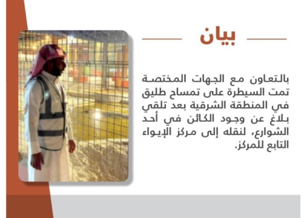 تعليق عاجل من الحياة الفطرية بشأن التمساح الطليق في القطيف تعليق عاجل من الحياة الفطرية بشأن التمساح الطليق في القطيف