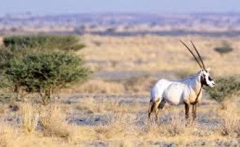 إطلاق عدد من ظباء الريم والمها العربي بمحمية الملك عبد العزيز الملكية إطلاق عدد من ظباء الريم والمها العربي بمحمية الملك عبد العزيز الملكية