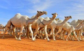 توضيح من “الداخلية” بشأن السماح لملاك الإبل بالدخول والخروج من “الرياض و المدينة و مكة” توضيح من “الداخلية” بشأن السماح لملاك الإبل بالدخول والخروج من “الرياض و المدينة و مكة”