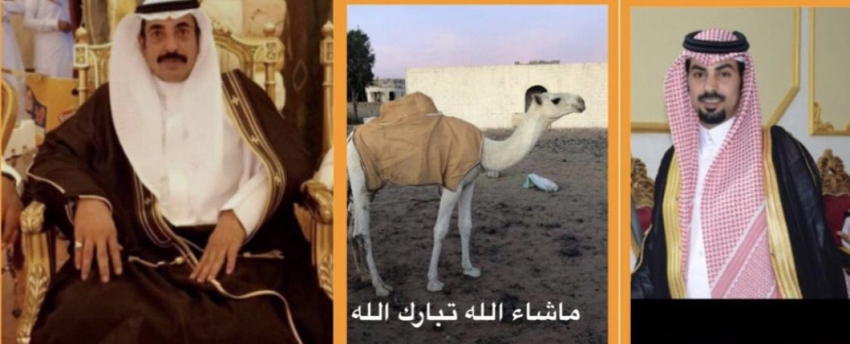 رجل الأعمال “صالح العوني “يهدي قعود أصيل الى الشيخ عويض أبن شامان