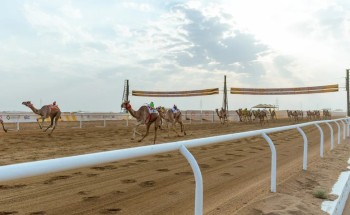 38 شوطًا و6.98 ملايين ريال.. «الجذاع» تنطلق غدًا في مهرجان ولي العهد للهجن