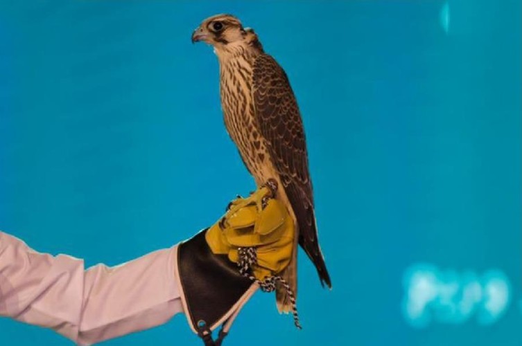 لليوم الرابع .. بالفيديو: مزاد نادي الصقور يشهد بيع طرح القنفذة بـ 125 ألف ريال