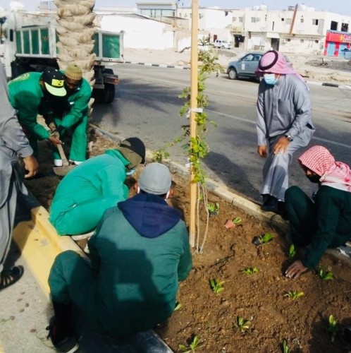 ” بلدية القريات ” : الانتهاء من زراعة ٧٩٣٥ شتلة ضمن مبادرة الجوف واحة خضراء
