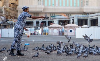 في مشهد مليء بالرحمة والإنسانية .. شاهد: رجل أمن يطعم “حمام الحرم” في مشهد مليء بالرحمة والإنسانية .. شاهد: رجل أمن يطعم “حمام الحرم”
