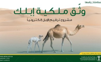 “البيئة”: ترقيم الإبل اختياري حتى 1 محرم المقبل “البيئة”: ترقيم الإبل اختياري حتى 1 محرم المقبل