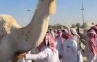 من 16 إلى أكثر من 24 ألف ريال.. مزاد ناقة يشعل المنافسة في القصيم – فيديو