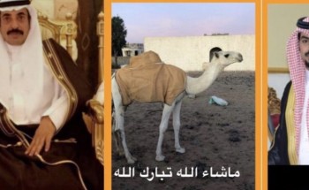 رجل الأعمال “صالح العوني “يهدي قعود أصيل الى الشيخ عويض أبن شامان رجل الأعمال “صالح العوني “يهدي قعود أصيل الى الشيخ عويض أبن شامان