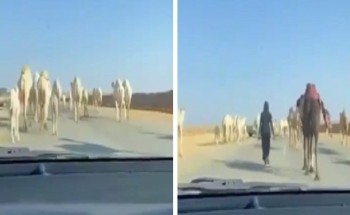 شاهد: قائد مركبة يوثق فيديو لـ”مالك إبل” يسيطر على طريق سريع .. ويطلب منه أن يسير على “الردمية”