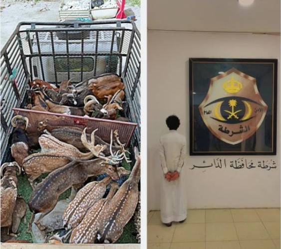 ضبط مقيم في جازان بحوزته وعول وغزلان مهربة من خارج المملكة