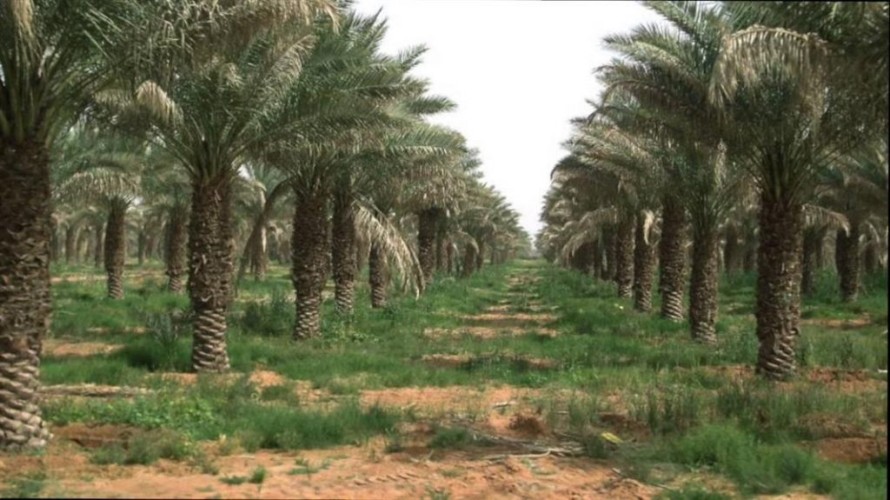 لــ” جمال الطبيعة واعتدال المناخ .. بالفيديو: مزراع قديمة في بريدة تتحول إلى أماكن سياحية ومنتزهات يقصدها السياح