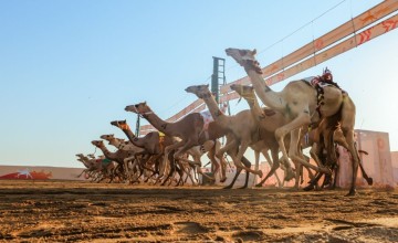 ملاك الهجن السعوديين في صدارة أشواط مهرجان ولي العهد للهجن