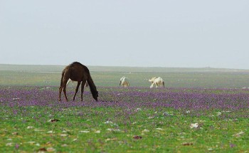 في مشاهد استثنائية خلابة.. الحدود الشمالية تكتسي بالغطاء النباتي بلونيه الأخضر والبنفسجي في مشاهد استثنائية خلابة.. الحدود الشمالية تكتسي بالغطاء النباتي بلونيه الأخضر والبنفسجي
