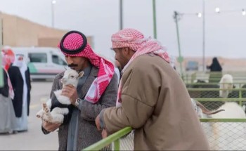 انطلاق مهرجان أصول الأغنام المحلية بالحدود الشمالية
