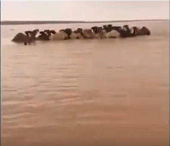 بالفيديو.. مواطن ينقذ قطيعاً من الإبل يملكه جاره الكويتي بعدما احتجزته السيول.. ويروي التفاصيل
