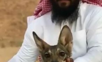 بالفيديو.. مواطن يعالج ذئبا مصابا لأكثر من 3 شهور ويطلق سراحه بعد تماثله للشفاء بالفيديو.. مواطن يعالج ذئبا مصابا لأكثر من 3 شهور ويطلق سراحه بعد تماثله للشفاء